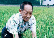 養活13億張嘴的米菩薩