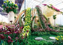 2011臺北國際蘭展 台灣最盛大的蘭花嘉年華