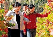 北緯37度，中國的波爾多酒莊