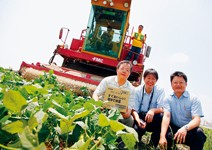 毛豆外銷 稱霸日本30年