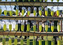 一滴水要用三次，海藻提煉出生質柴油