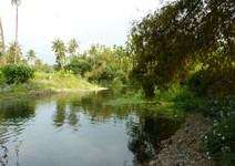 缺乏生態觀， 把溼地當成臭水溝整治