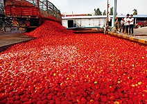 一粒紅番茄，讓統一早20年前進新疆