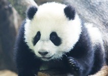 全民的寶貝圓仔