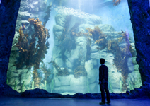 白堊紀植物、海底森林，宛如《阿凡達》再現