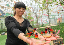 熱氣球、遊樂場、鳥兒和大嘴猴與你同樂