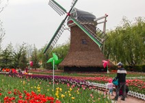 鬱金香花海、風車迎賓，巨型木鞋真有趣