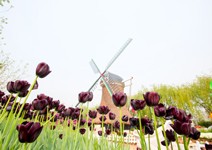 海陸空薈萃，共譜園藝大千世界