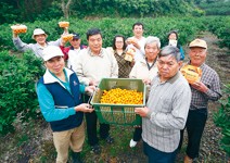 退休10年 教年長農民種金柑、年收百萬