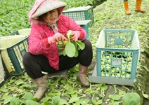 連青菜都有身分證，不怕食材來路不明