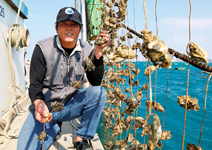 黃聰裕 超可口牡蠣 炒熱澎湖人氣