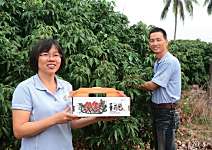 張坤耀 荔枝大又香 10天就完銷