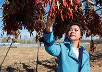 蔬菜力抗PM2.5，217畝農場大豐收