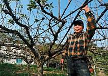 鄧文雄 堅持品質 價格媲美日本梨