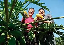 鄭進生、鄭進榮 有機輪耕 每年砍樹重新種