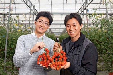 微噴灌溉省水40％， 讓番茄變好吃