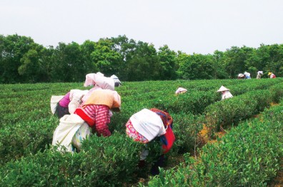 10年花66億種茶，農林只為找回榮景？