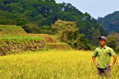 活化嵩山梯田， 種出一斤200元千歲米