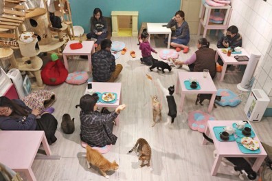 喝咖啡當一日明星 享受30多隻貓簇擁