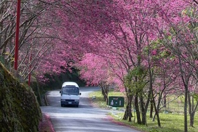萬大電廠賞櫻趣 尋覓台灣稀有物種
