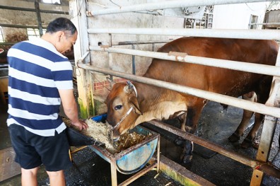 強化肉質鮮甜賣點， 台灣養牛戶也要站起來