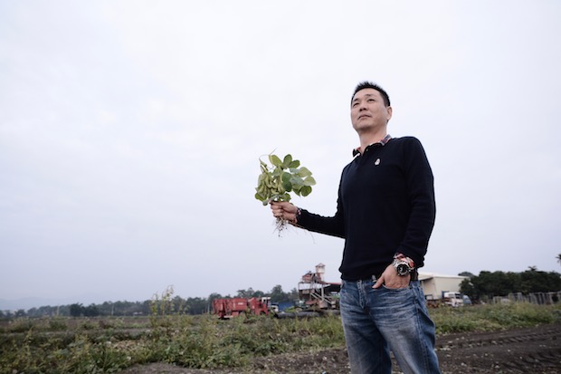 風災大雨播種遲 毛豆產量大減35％