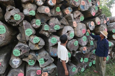 耕耘30年學「識木」 把柚木加工賣到全球