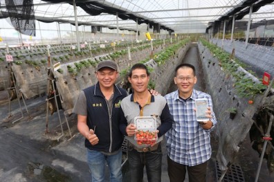 現代農民曆發威 微氣候App種出好草莓