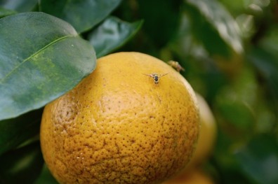 暖冬殃及茂谷柑 蟲害肆虐、爛果滿地