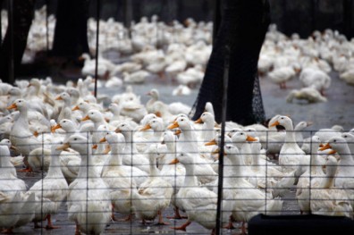 年年上演大撲殺 台灣禽流感為何愈來愈凶猛？