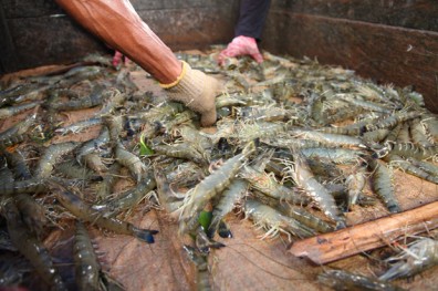 版圖擴及越、馬、星、印尼 大成下一站錢進緬甸