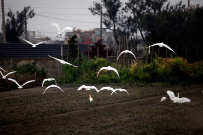 高達三成雞接觸過禽流感 政府農民趕緊補破網