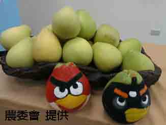 中秋佳節 「悠遊柚鄉買柚趣」