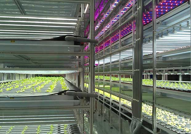 看好綠金潛力，電子業聚焦「植物工廠」