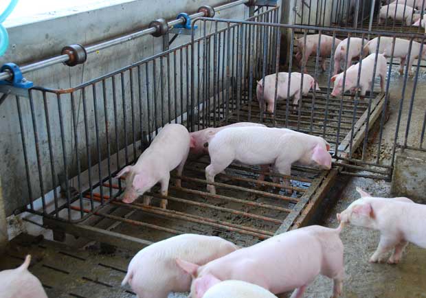 設置廁所育嬰室，養豬場的嶄新里程碑