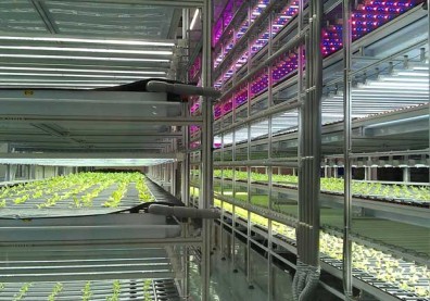 看好綠金潛力，電子業聚焦「植物工廠」