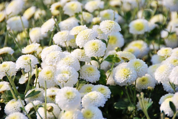 苗栗下雪了！雪白杭菊花浪漫盛開中