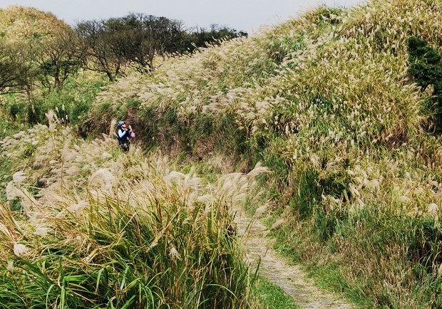 浪漫金色芒花 古道綻放撩人魅力！