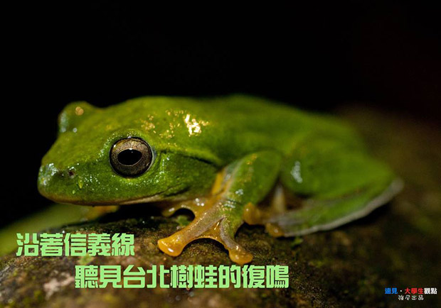 沿著信義線 聽見台北樹蛙的復鳴