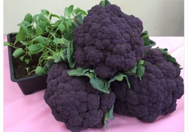 紫色花椰菜來了 花費34年培育成功 黃漢華 遠見雜誌