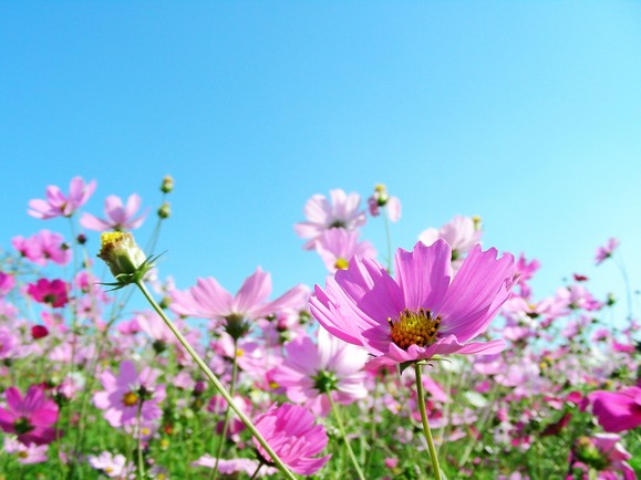 南投花卉嘉年華，百花妝點繽紛浪漫