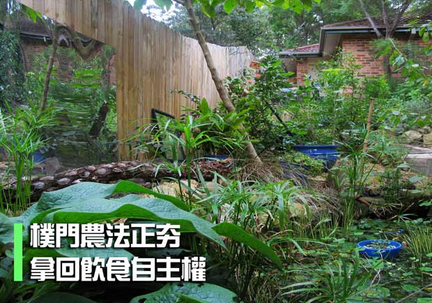樸門農法正夯　拿回飲食自主權