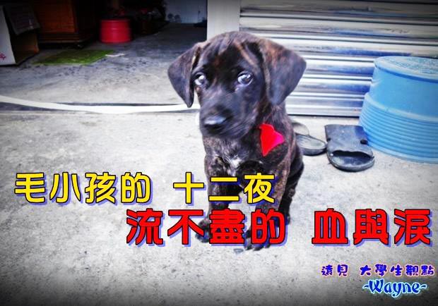毛小孩的十二夜　流不盡的血與淚