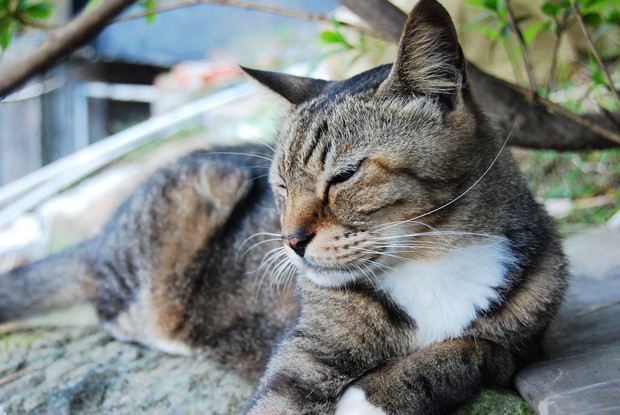 猴硐，和貓熊同樣療癒的貓之小鎮