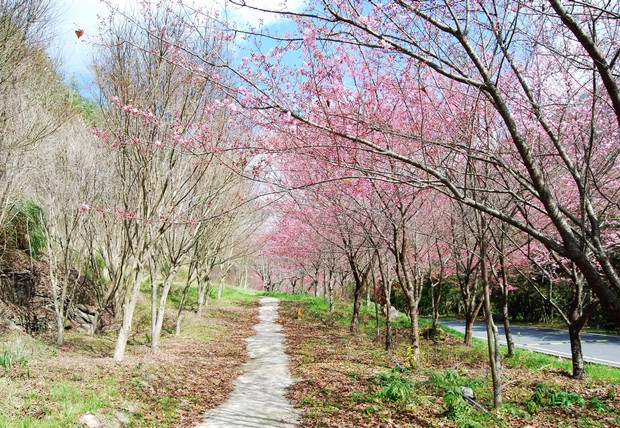 武陵農場，繁花盛開的視覺響宴