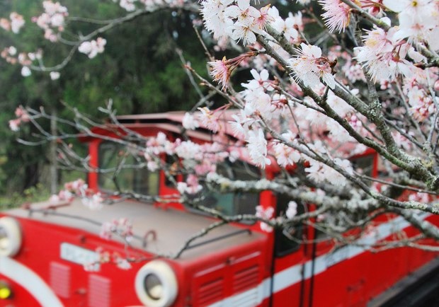 小火車與櫻花隧道！阿里山最獨特的賞花享受