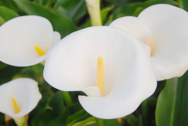 竹子湖海芋盛開！如白雪般的純潔魅力