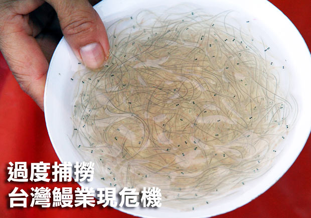 過度捕撈　台灣鰻業現危機
