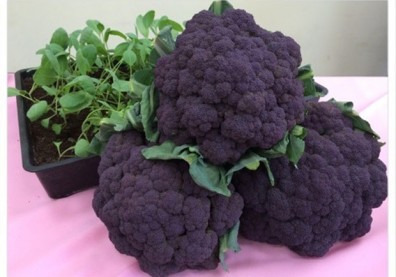 紫色花椰菜來了！花費34年培育成功