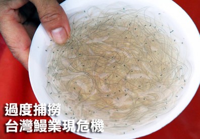 過度捕撈　台灣鰻業現危機